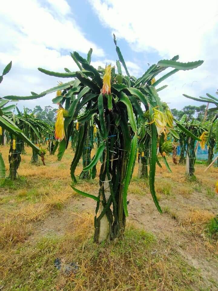 Seeds Dragon Fruit Plant (Hybrid Pack of 3)