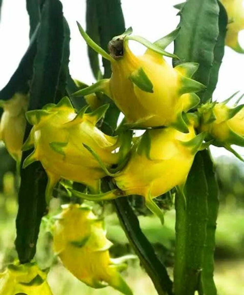 Gardening Products