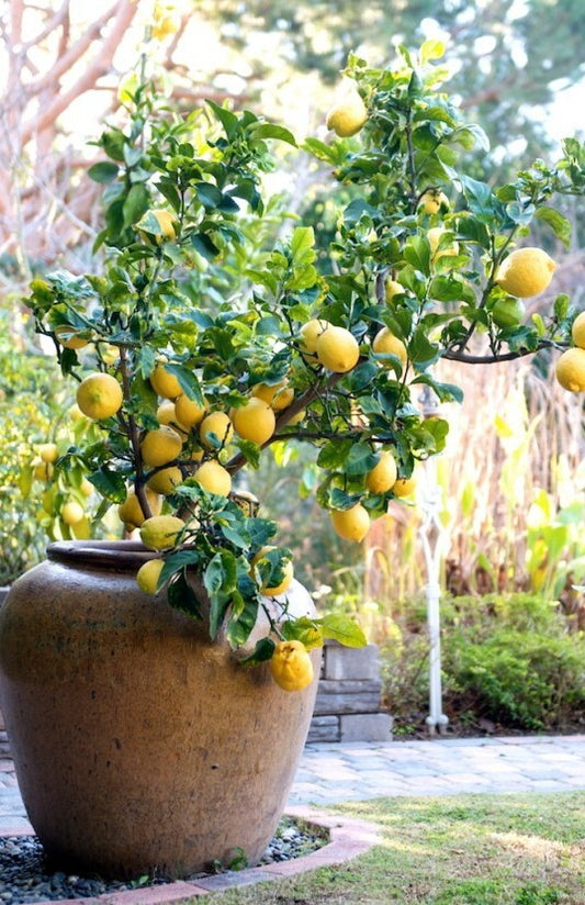 Seeds Lemon Plant
