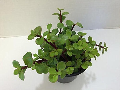 Seeds Jade Plant